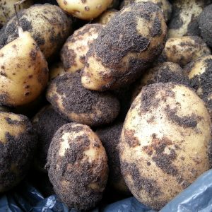 Santé aardappelen