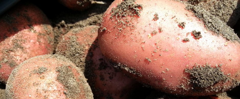 Jaarrond uit eigen tuin