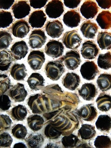 Dode bijen met hun kop in de honingraat