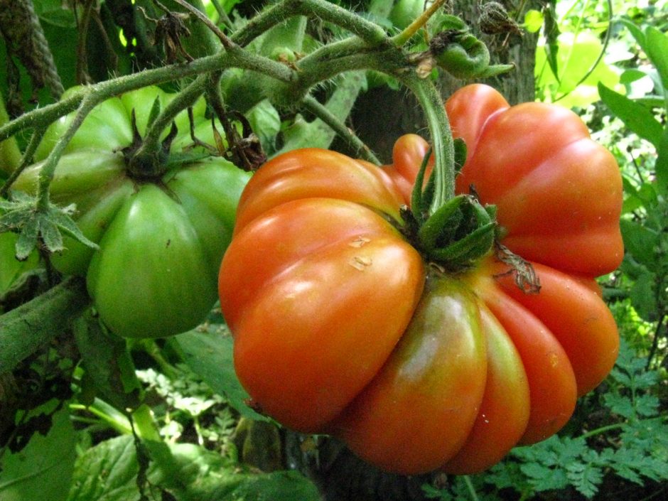 Genovese tomaat