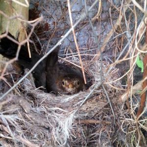 22 juni: Ze blijft op het nest, ik kan heel dichtbij komen...