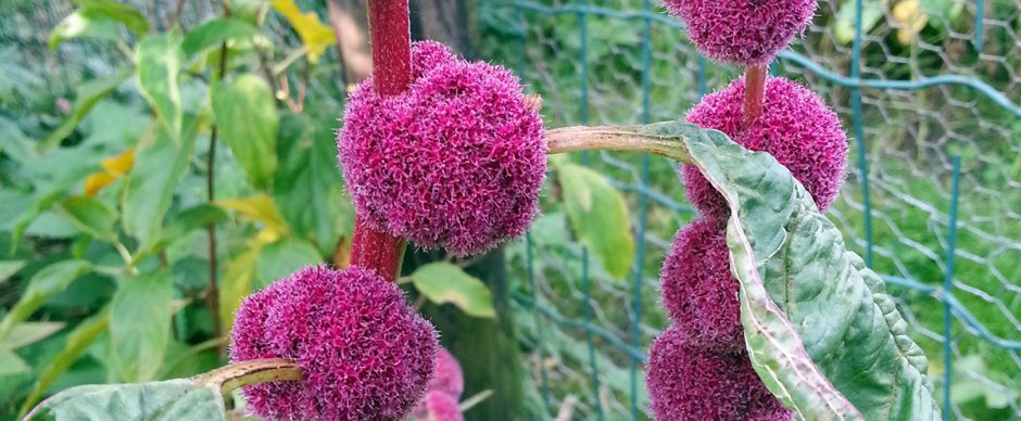 De moestuin in oktober