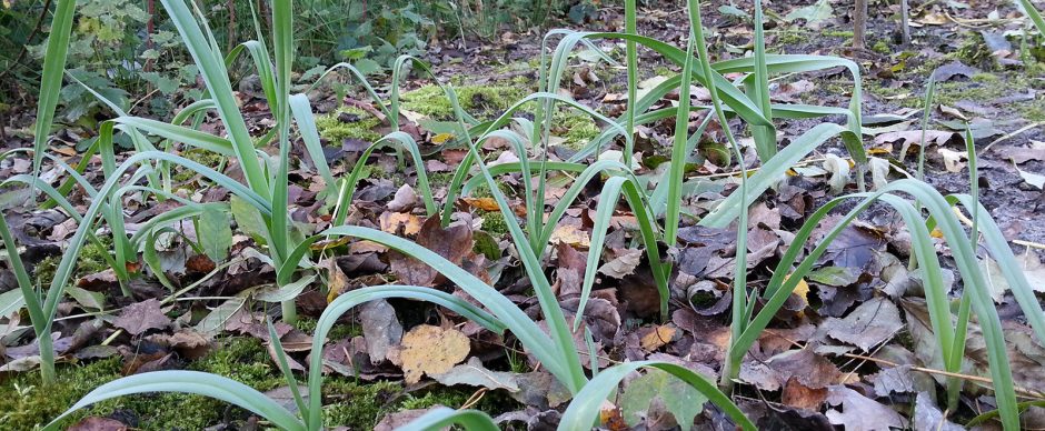 Babington's Leek