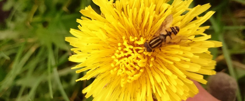 Als de paardebloemen staan,