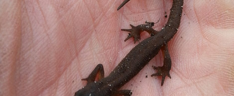 Babysalamandertjes