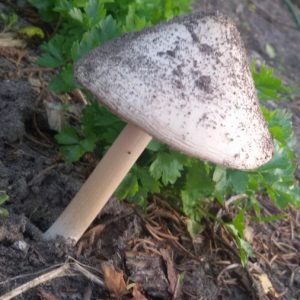 Een onbekende paddenstoel