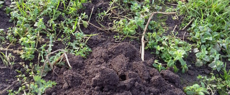 Mollen in de moestuin zijn oké!