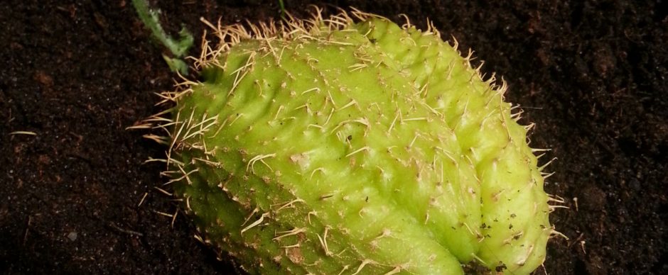 Chayote planten