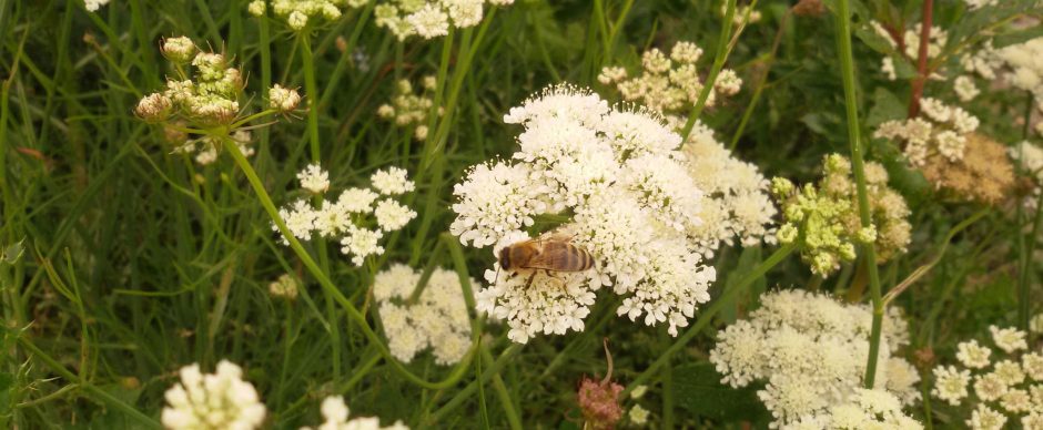 Beestjes, beeheeheestjes!