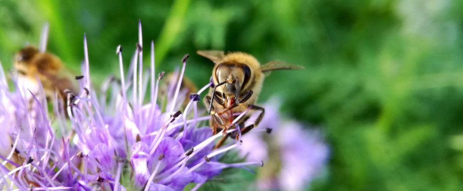 Druk op de phacelia