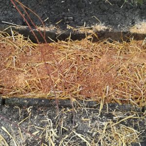 Stropharia houtbroed over het bed verdelen
