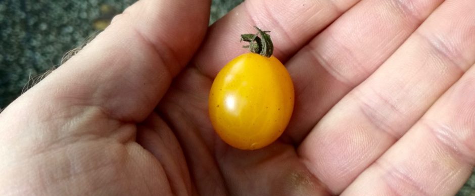 Ons eigen tomaatje
